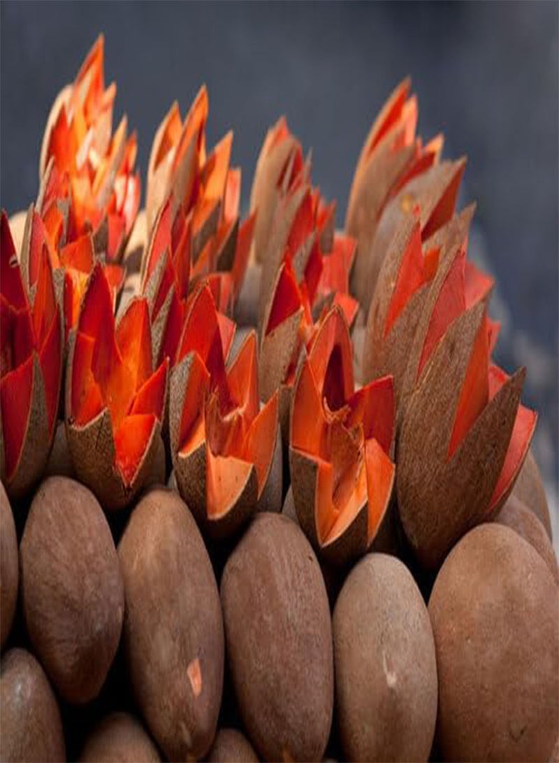 جي جوت 50 قطعة من بذور فاكهة مامي - Image 4