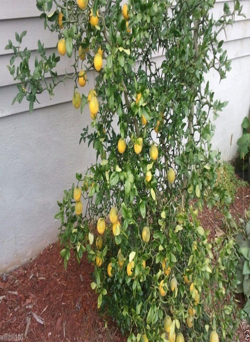 GGOOT Hardy Orange seed () a.k.a Chinese Bitter Orange,Hardy zone 5(100 Seeds) - Image 3