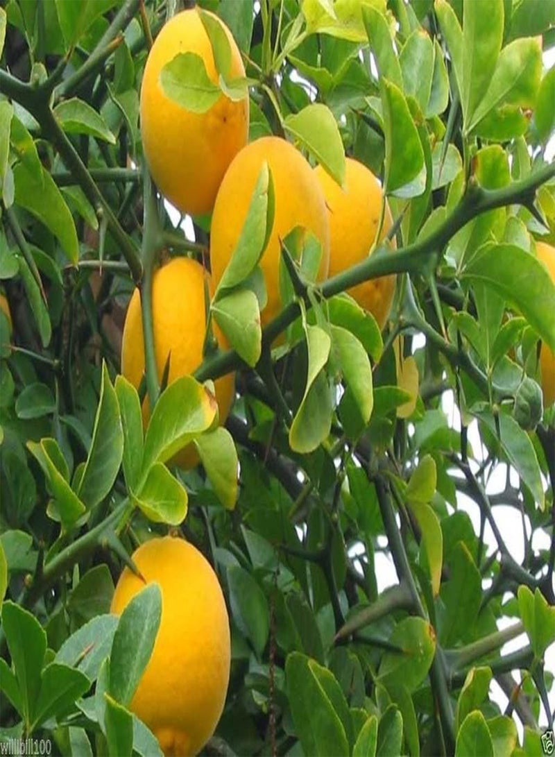 GGOOT Hardy Orange seed () a.k.a Chinese Bitter Orange,Hardy zone 5(100 Seeds) - Image 1