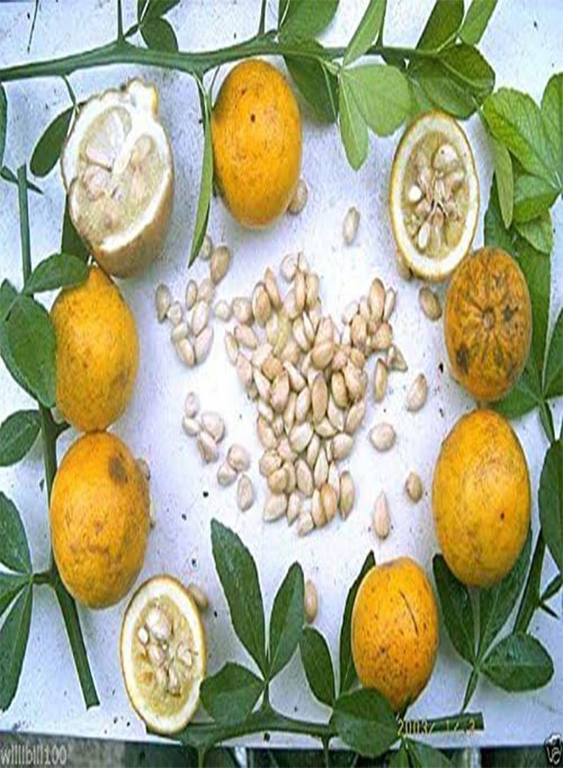 GGOOT Hardy Orange seed () a.k.a Chinese Bitter Orange,Hardy zone 5(100 Seeds) - Image 5