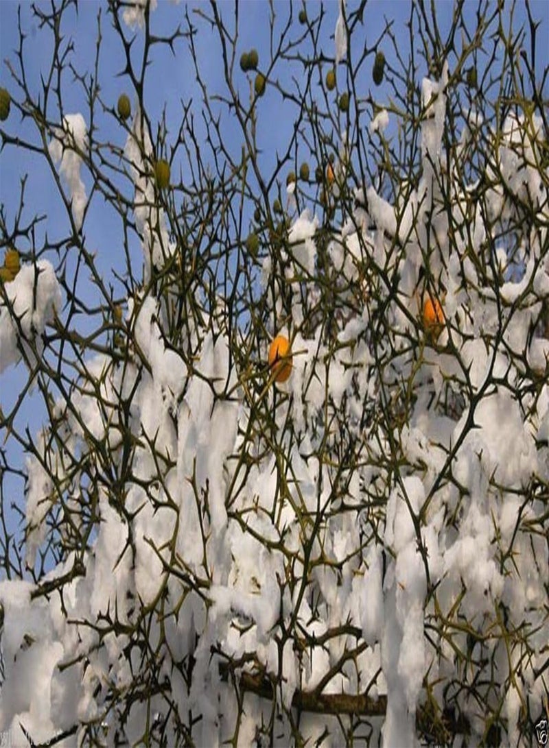 GGOOT Hardy Orange seed () a.k.a Chinese Bitter Orange,Hardy zone 5(100 Seeds) - Image 4