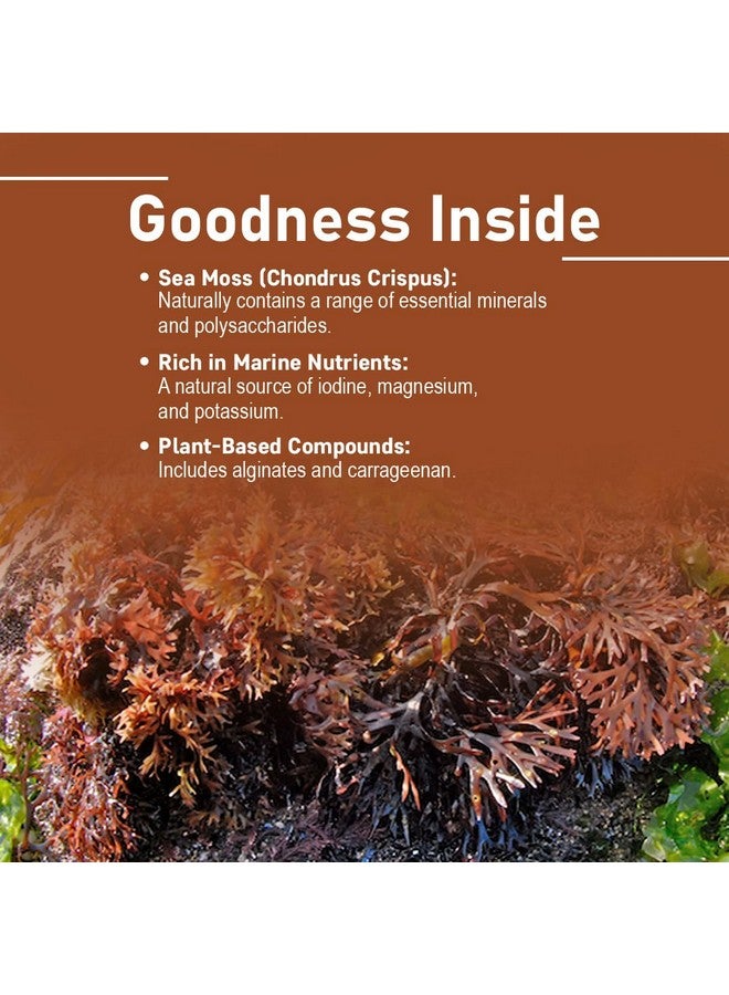 minature mi nature Sea Moss Extract Tablet| Pure & Natural | Herbal care | Non-GMO, Vegan, Gluten Free | from India | 500mg 90 Tablets, 45 Days - Image 2