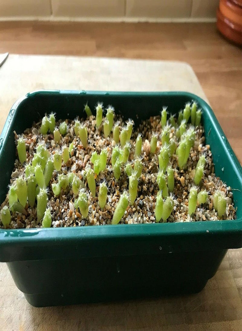 جي جوت صبار البرميل الذهبي (إكينوكاكتوس جروسوني) أكثر من ٥٠ بذرة. شحن في نفس اليوم - Image 2