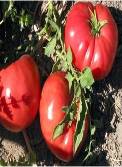 Tomato German Johnson Great Heirloom Garden Vegetable Seeds by  (1 Oz Seeds)