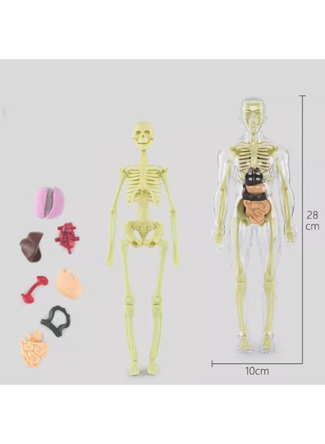 3D Human Body Model 3D Transparent Human Anatomy Internal Organs Kit 30 Pieces Removable Skeleton and Complete Torso Medical Teaching Kit for Medical Students and Medical Education Explore the secrets of the human body which will help you understand your body and stimulate interest, learning, thinking and analysis in exploration, observation and the way of the human body Best gift for science education and doctor With removable organs Simple assembly method and for teaching and learning to recognize the names and functions of human bones and organs Human structure learning tool for classroom science demonstration and experiments Transparent Made of high quality plastic material Safe and durable  - Image 5