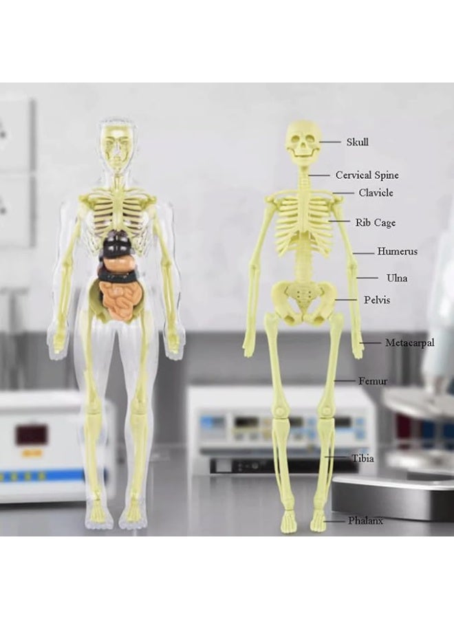 3D Human Body Model 3D Transparent Human Anatomy Internal Organs Kit 30 Pieces Removable Skeleton and Complete Torso Medical Teaching Kit for Medical Students and Medical Education Explore the secrets of the human body which will help you understand your body and stimulate interest, learning, thinking and analysis in exploration, observation and the way of the human body Best gift for science education and doctor With removable organs Simple assembly method and for teaching and learning to recognize the names and functions of human bones and organs Human structure learning tool for classroom science demonstration and experiments Transparent Made of high quality plastic material Safe and durable  - Image 3