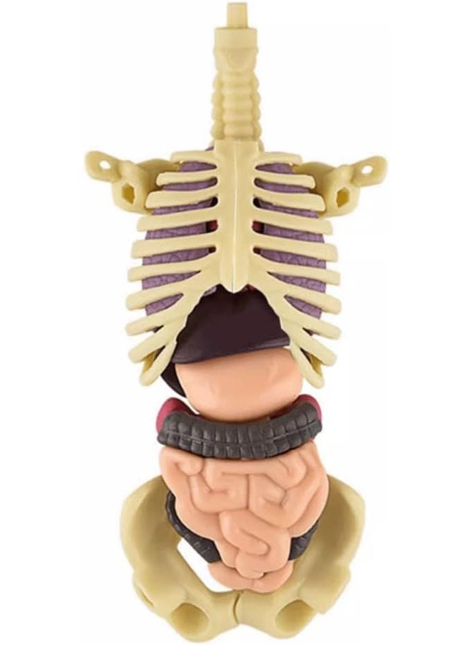 3D Human Body Model 3D Transparent Human Anatomy Internal Organs Kit 30 Pieces Removable Skeleton and Complete Torso Medical Teaching Kit for Medical Students and Medical Education Explore the secrets of the human body which will help you understand your body and stimulate interest, learning, thinking and analysis in exploration, observation and the way of the human body Best gift for science education and doctor With removable organs Simple assembly method and for teaching and learning to recognize the names and functions of human bones and organs Human structure learning tool for classroom science demonstration and experiments Transparent Made of high quality plastic material Safe and durable  - Image 2
