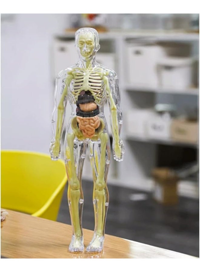 3D Human Body Model 3D Transparent Human Anatomy Internal Organs Kit 30 Pieces Removable Skeleton and Complete Torso Medical Teaching Kit for Medical Students and Medical Education Explore the secrets of the human body which will help you understand your body and stimulate interest, learning, thinking and analysis in exploration, observation and the way of the human body Best gift for science education and doctor With removable organs Simple assembly method and for teaching and learning to recognize the names and functions of human bones and organs Human structure learning tool for classroom science demonstration and experiments Transparent Made of high quality plastic material Safe and durable  - Image 4