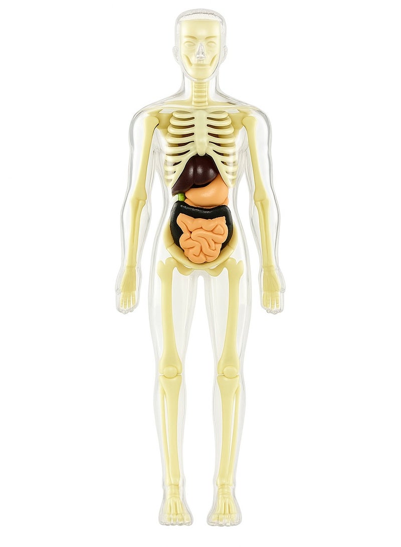 3D Human Body Model 3D Transparent Human Anatomy Internal Organs Kit 30 Pieces Removable Skeleton and Complete Torso Medical Teaching Kit for Medical Students and Medical Education Explore the secrets of the human body which will help you understand your body and stimulate interest, learning, thinking and analysis in exploration, observation and the way of the human body Best gift for science education and doctor With removable organs Simple assembly method and for teaching and learning to recognize the names and functions of human bones and organs Human structure learning tool for classroom science demonstration and experiments Transparent Made of high quality plastic material Safe and durable  - Image 1