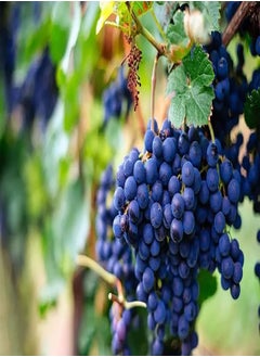 20pcs Graines De Raisin Pourpre Intérieur Extérieur Facile D'entretien Décoration Jardin Cour Balcon Profitez De La Joie De La Récolte Variétés Spéciales Faible Entretien