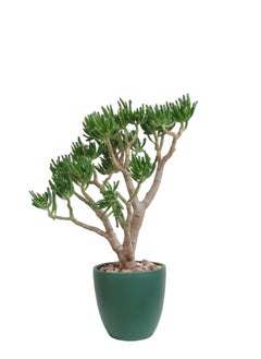 Shatla Shop Crassula with green pot 