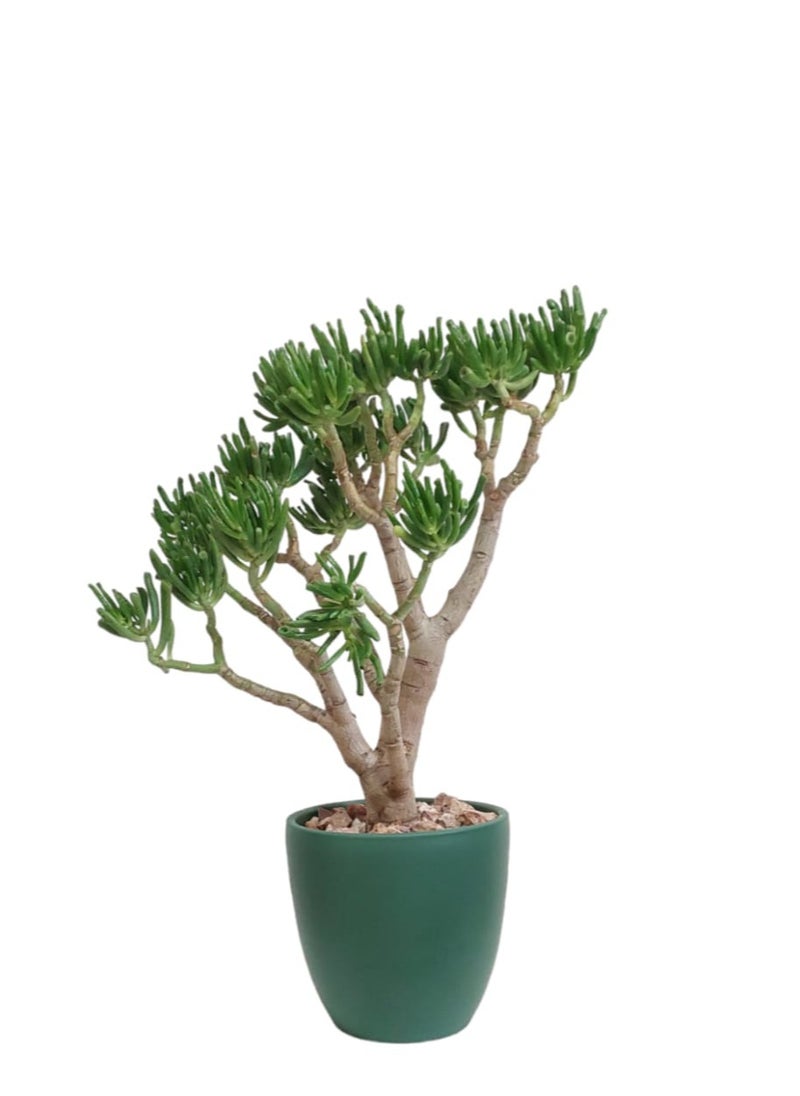 Shatla Shop Crassula with green pot 