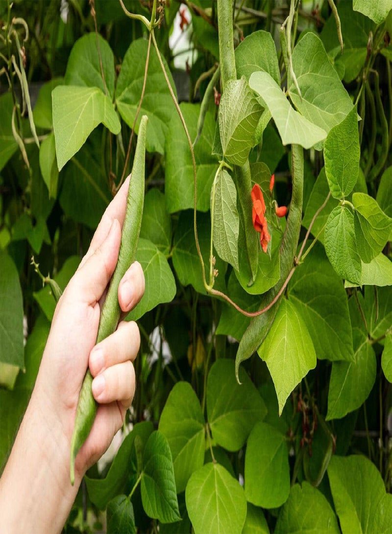 GGOOT - 70 x French Climbing Bean Hunter Vegetable Seeds