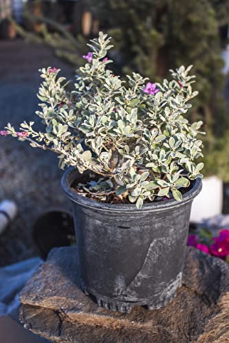 Plants for Pets 1G Silverado Sage Plant, Shrubs Live in Planters for Outdoor Plants Live, Live Plants Gardening Gifts, Live Plant Front Porch Decor, Sage Plants Edging for Landscaping, Garden Decor By Plants for Pets - Image 3