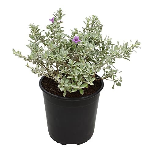 Plants for Pets 1G Silverado Sage Plant, Shrubs Live in Planters for Outdoor Plants Live, Live Plants Gardening Gifts, Live Plant Front Porch Decor, Sage Plants Edging for Landscaping, Garden Decor By Plants for Pets - Image 1