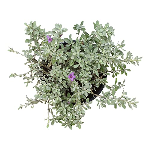 Plants for Pets 1G Silverado Sage Plant, Shrubs Live in Planters for Outdoor Plants Live, Live Plants Gardening Gifts, Live Plant Front Porch Decor, Sage Plants Edging for Landscaping, Garden Decor By Plants for Pets - Image 5