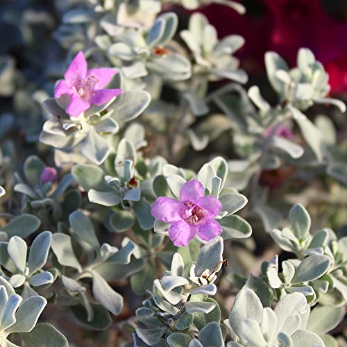 Plants for Pets 1G Silverado Sage Plant, Shrubs Live in Planters for Outdoor Plants Live, Live Plants Gardening Gifts, Live Plant Front Porch Decor, Sage Plants Edging for Landscaping, Garden Decor By Plants for Pets - Image 4