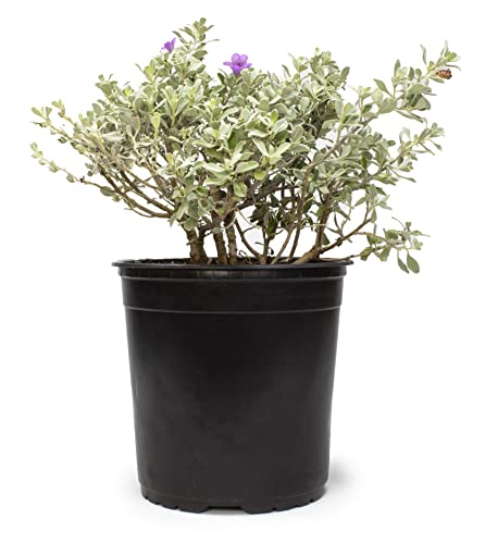 Plants for Pets 1G Silverado Sage Plant, Shrubs Live in Planters for Outdoor Plants Live, Live Plants Gardening Gifts, Live Plant Front Porch Decor, Sage Plants Edging for Landscaping, Garden Decor By Plants for Pets - Image 2