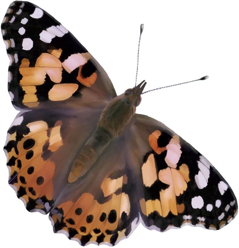 Insect Lore حديقة الفراشات العملاقة من إنسيكت لور مع قسيمة | موطن بطول 18 بوصة | تماثيل دورة الحياة مشمولة | قسيمة لاسترداد 5 يرقات لاحقًا | تربية فراشات السيدة المطلية - Image 4