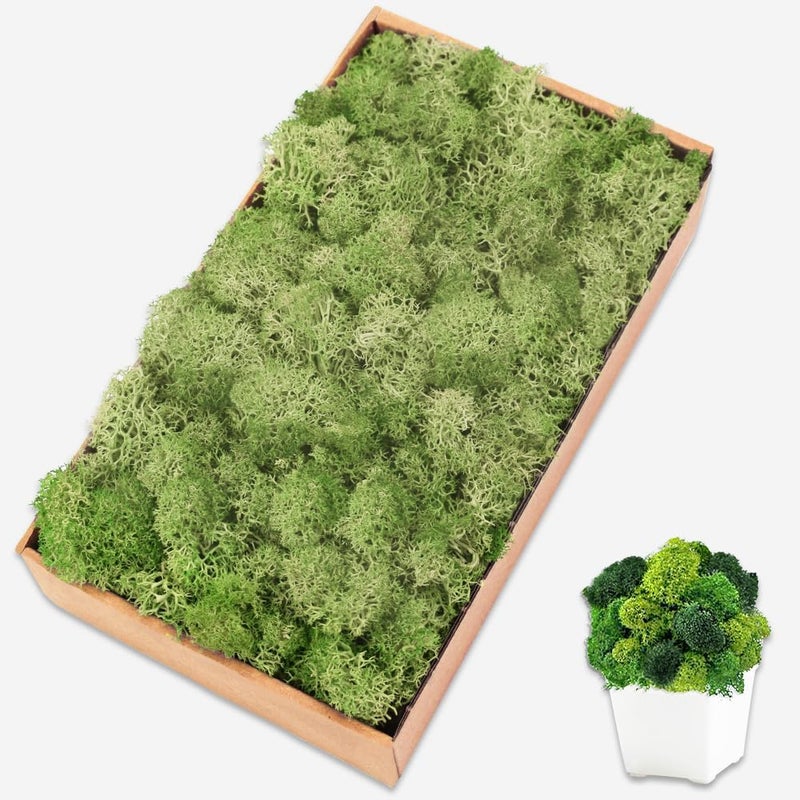 TCYPUHL Preserved Moss for Crafts Chartreuse Reindeer Moss for Potted Plants, Craft Decorative Moss Decor for Wall Art, Dried Moss(7oz, Chartreuse) - Image 1