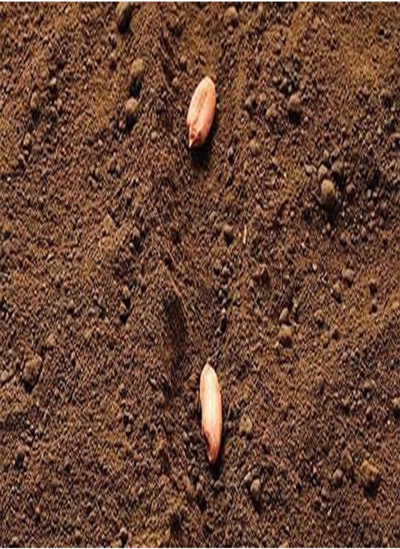 GGOOT - Big Peanut (Arachis hypogaea) Seeds Non-GMO,Organic,Farm,Showy,Recipe,Huge Yields,Dishes,Sacred,Package of 50PCS Seeds - Image 1