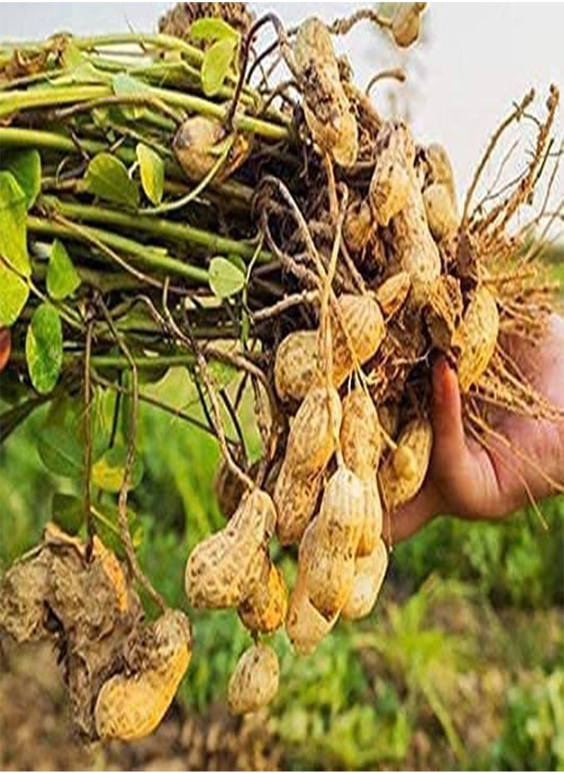 GGOOT - Big Peanut (Arachis hypogaea) Seeds Non-GMO,Organic,Farm,Showy,Recipe,Huge Yields,Dishes,Sacred,Package of 50PCS Seeds - Image 1