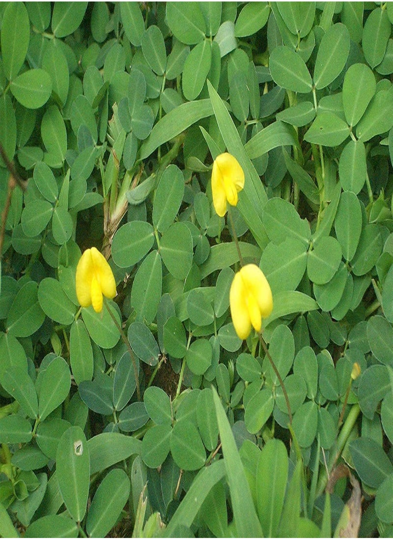 GGOOT - Big Peanut (Arachis hypogaea) Seeds Non-GMO,Organic,Farm,Showy,Recipe,Huge Yields,Dishes,Sacred,Package of 50PCS Seeds - Image 1
