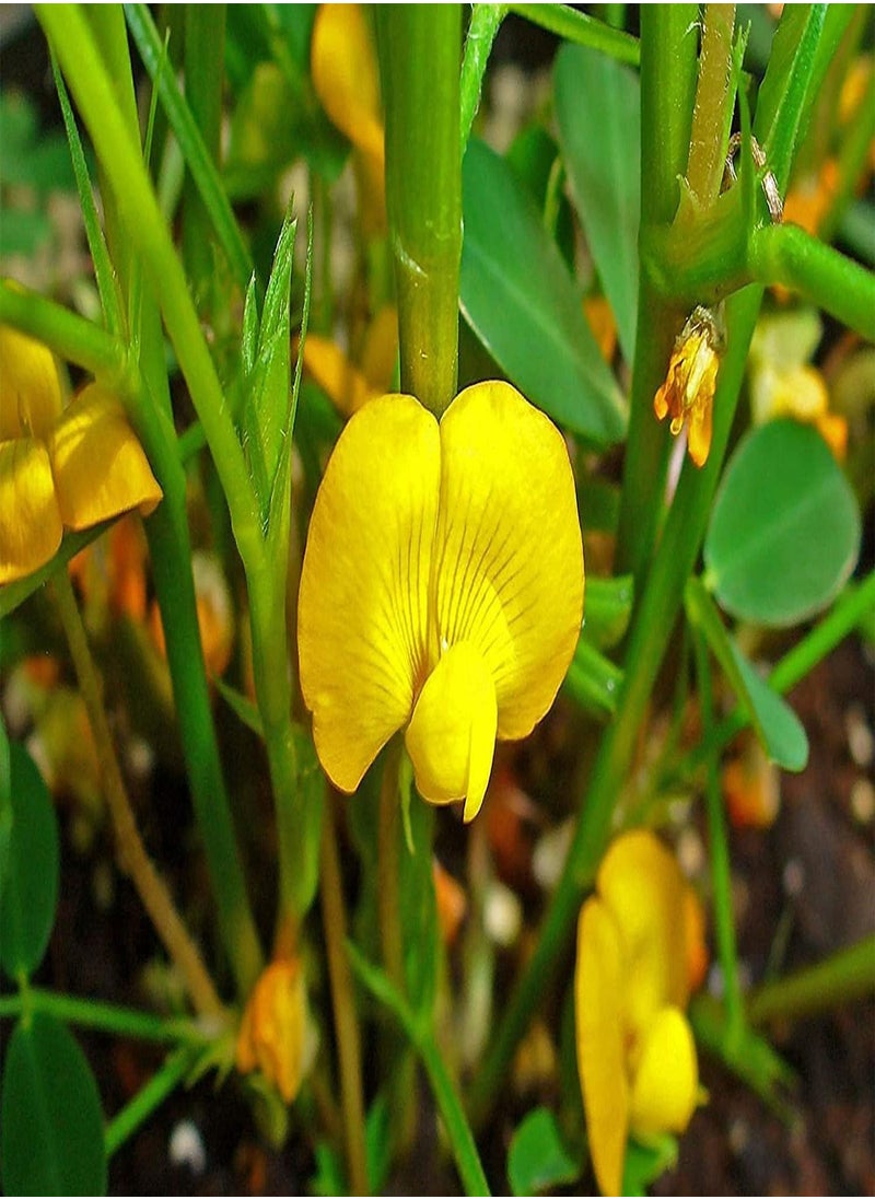 GGOOT - Big Peanut (Arachis hypogaea) Seeds Non-GMO,Organic,Farm,Showy,Recipe,Huge Yields,Dishes,Sacred,Package of 50PCS Seeds - Image 1