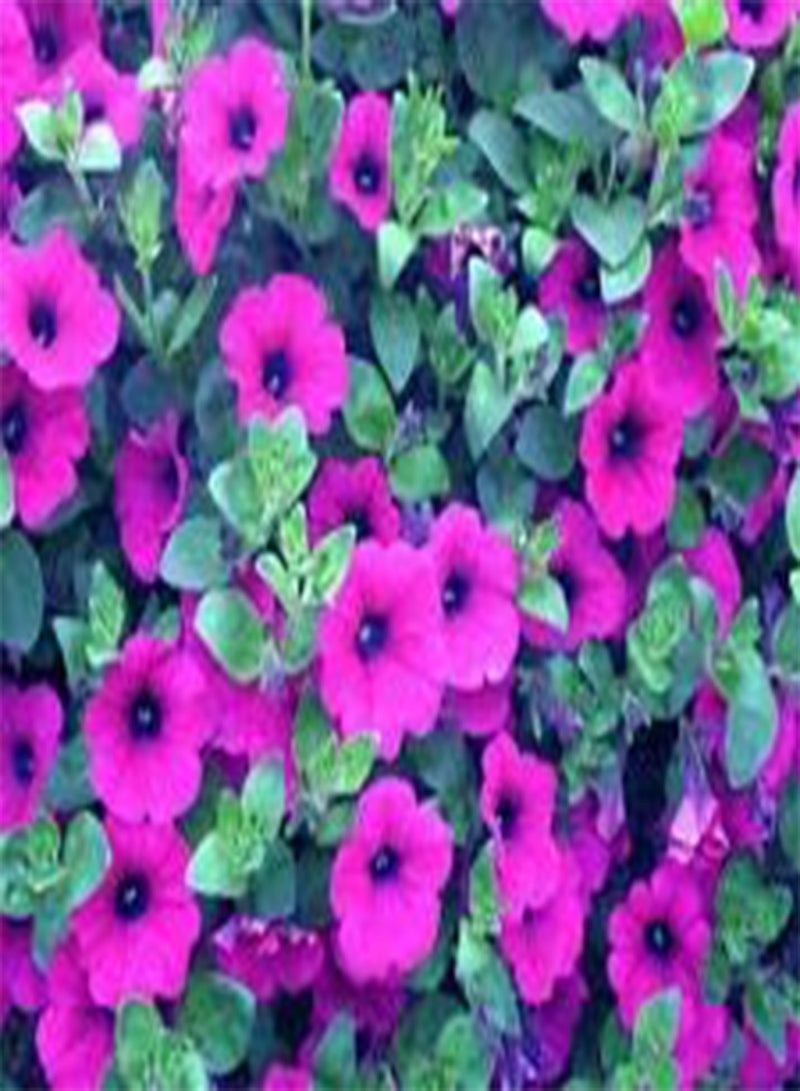 GGOOT Petunia Laura Bush Petunia X Violacea Solanaceae - 1,00 Bulk (PKD) Seeds