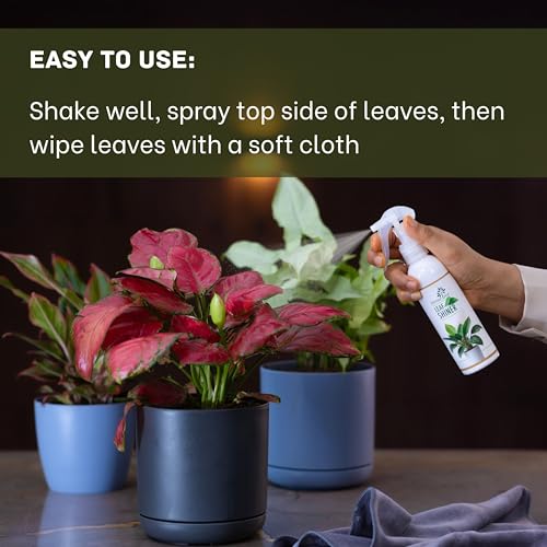 DIVINE TREE Leaf Shiner Spray for Indoor & Outdoor Plants 200ml | Natural Leaf Shine & Cleaner | Ready-to-Use Non-Toxic, Eco-Friendly Foliar Formula for Glossy Green Leaves & Healthy Plant Care - Image 4