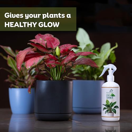 DIVINE TREE Leaf Shiner Spray for Indoor & Outdoor Plants 200ml | Natural Leaf Shine & Cleaner | Ready-to-Use Non-Toxic, Eco-Friendly Foliar Formula for Glossy Green Leaves & Healthy Plant Care - Image 2