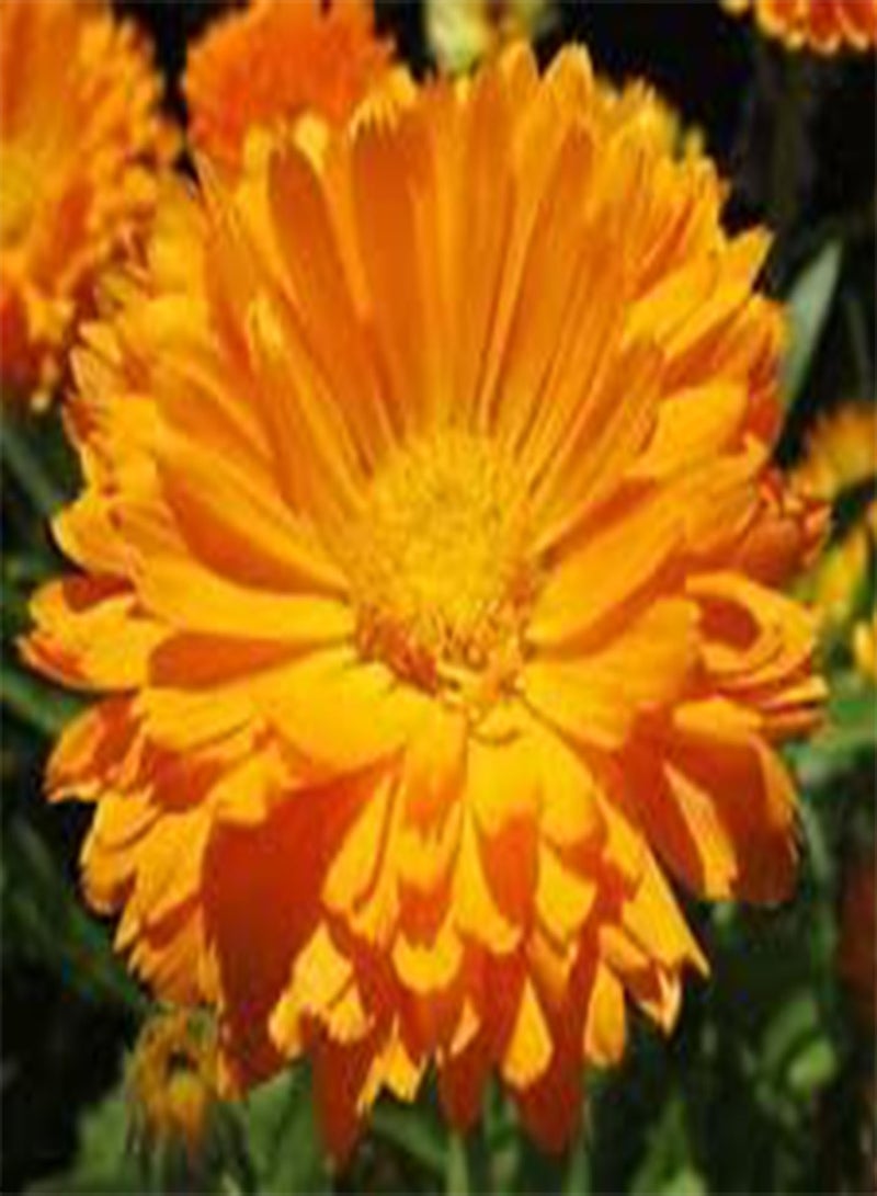 GGOOT Calendula Pot Marigold Calendula Officinalis - 5,00 Bulk (PKD) Seeds