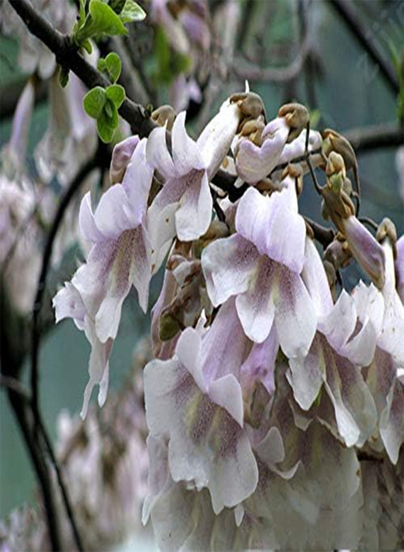 GGOOT Egrow 100PCS/Pack Paulownia Elongata Seeds Forest Tree Bonsai Fast Growing Tree For Garden - Image 5