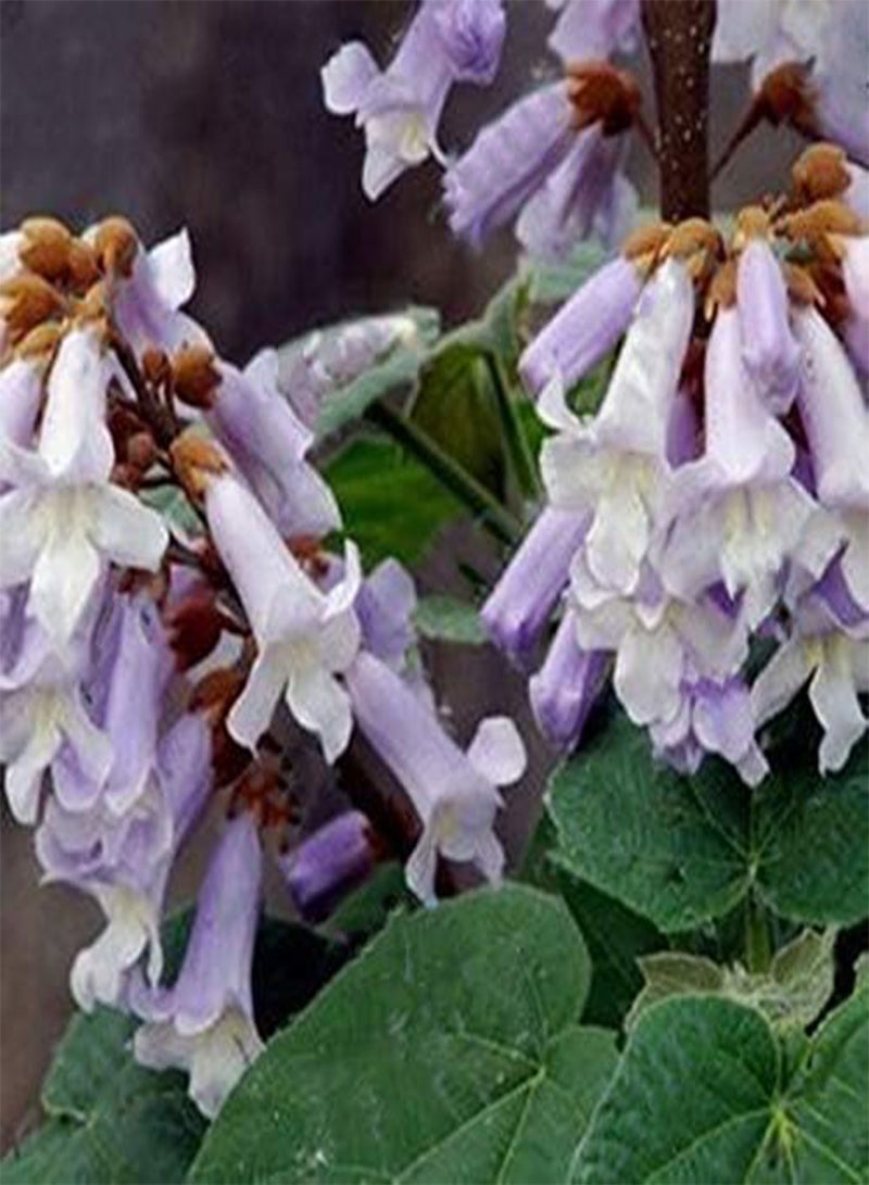 GGOOT Egrow 100PCS/Pack Paulownia Elongata Seeds Forest Tree Bonsai Fast Growing Tree For Garden - Image 4