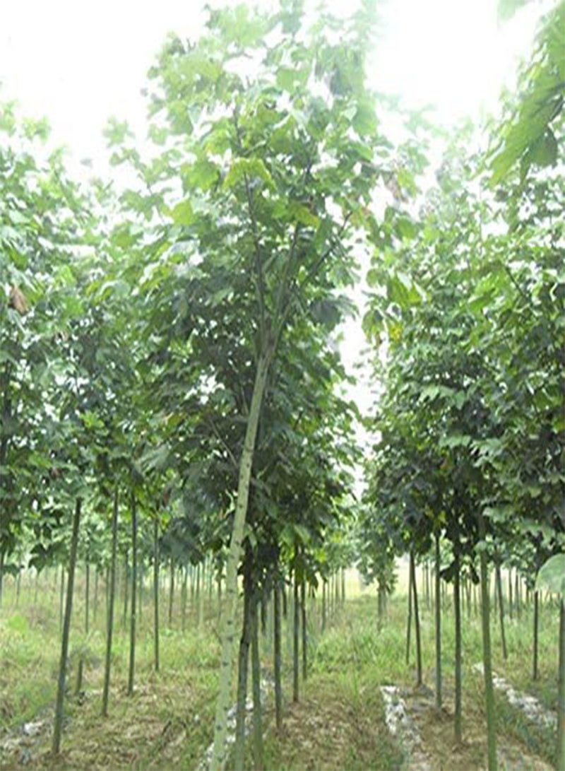 GGOOT Egrow 100PCS/Pack Paulownia Elongata Seeds Forest Tree Bonsai Fast Growing Tree For Garden - Image 3