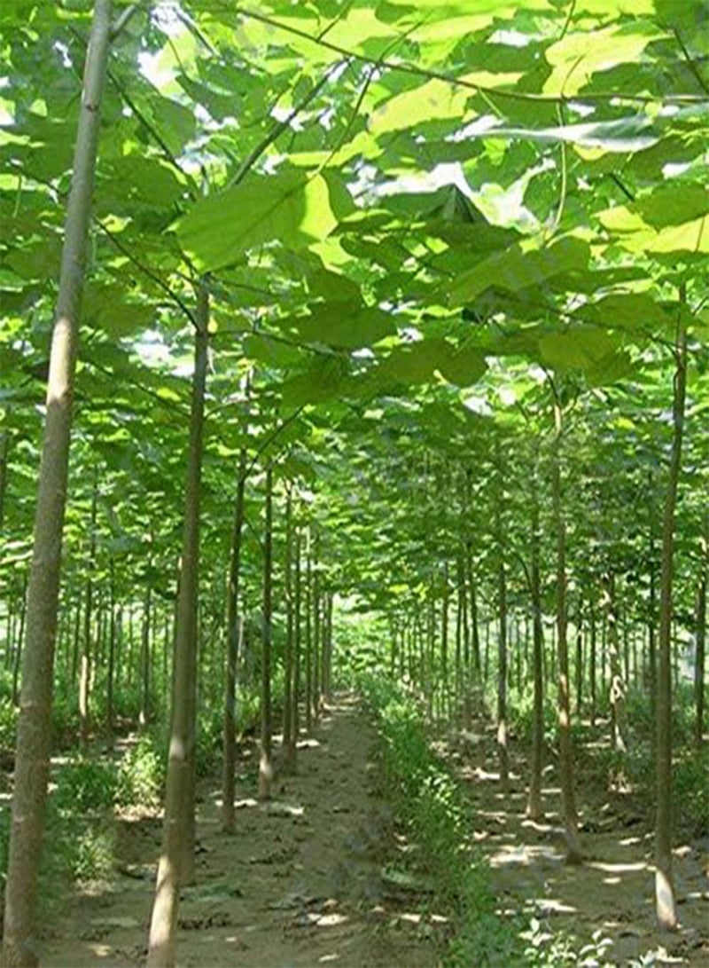 GGOOT Egrow 100PCS/Pack Paulownia Elongata Seeds Forest Tree Bonsai Fast Growing Tree For Garden - Image 2