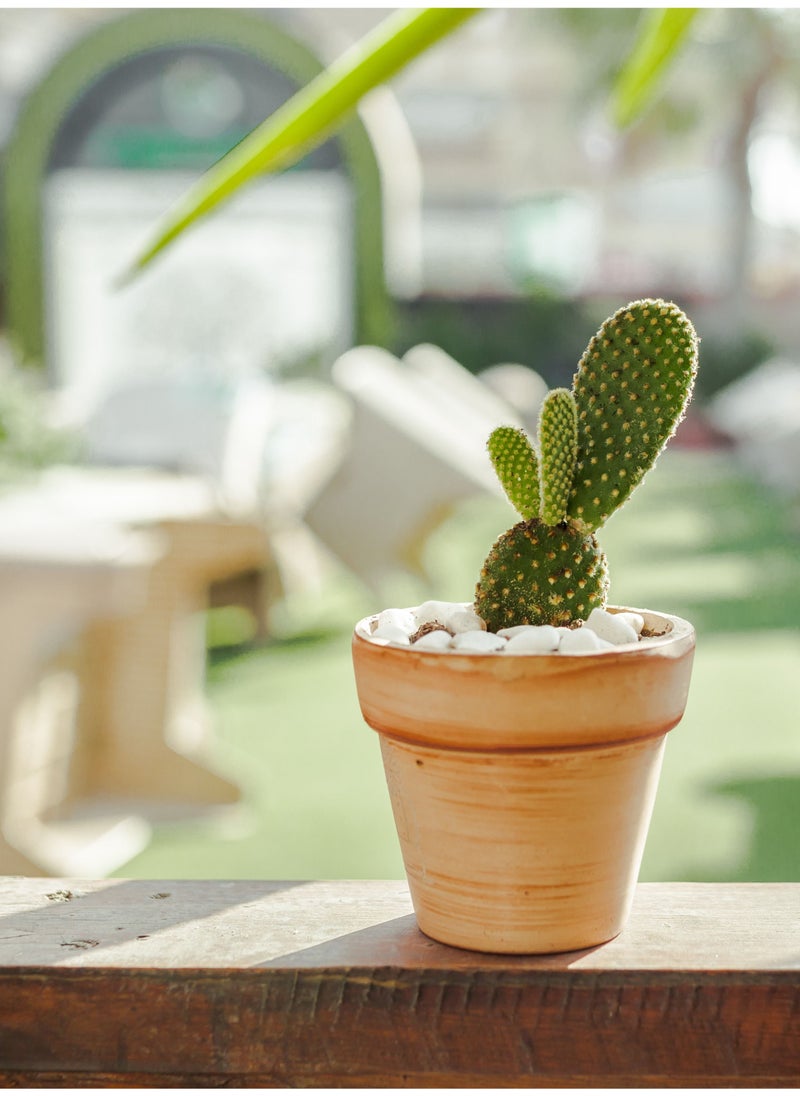 Hush - Natural cactus - Image 1