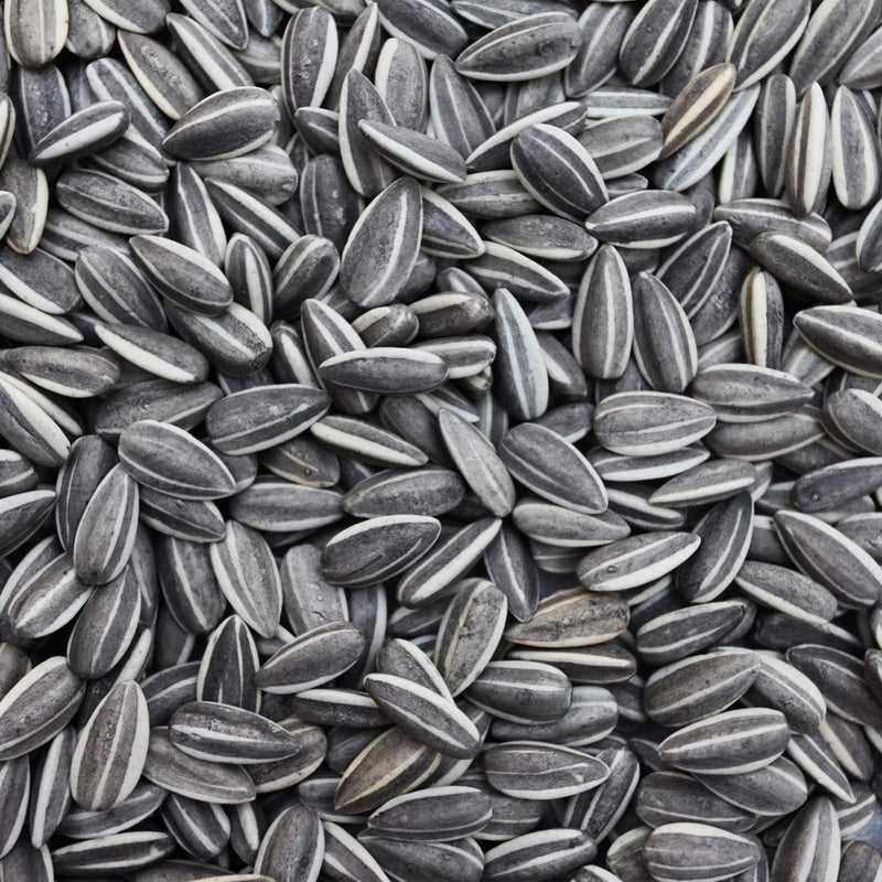 Sage Square Sunflower Seeds Birds Food for Grey Parrot, Indian Parrots, Macaw, Cockatoo and Exotic Birds and Other Small & Big Pet Birds (1Kg) - Image 5