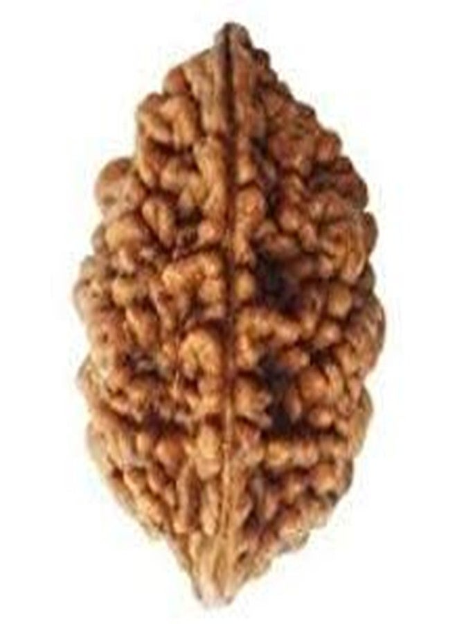 TheGalaxy Gallery 2 Mukhi Original Beads(2 Face) Nepal Rudraksha by Lab Certified - Image 2