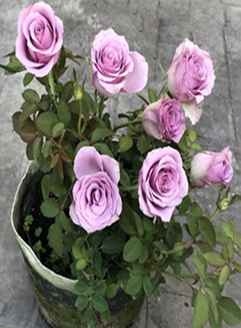 GGOOT seeds 100Pcs Rose Seeds,Colourful Fragrant Rose Flower Seeds Easy Grow Fresh Plants Seeds for Planting Bonsai Garden Outdoor Indoor Purple - Image 1