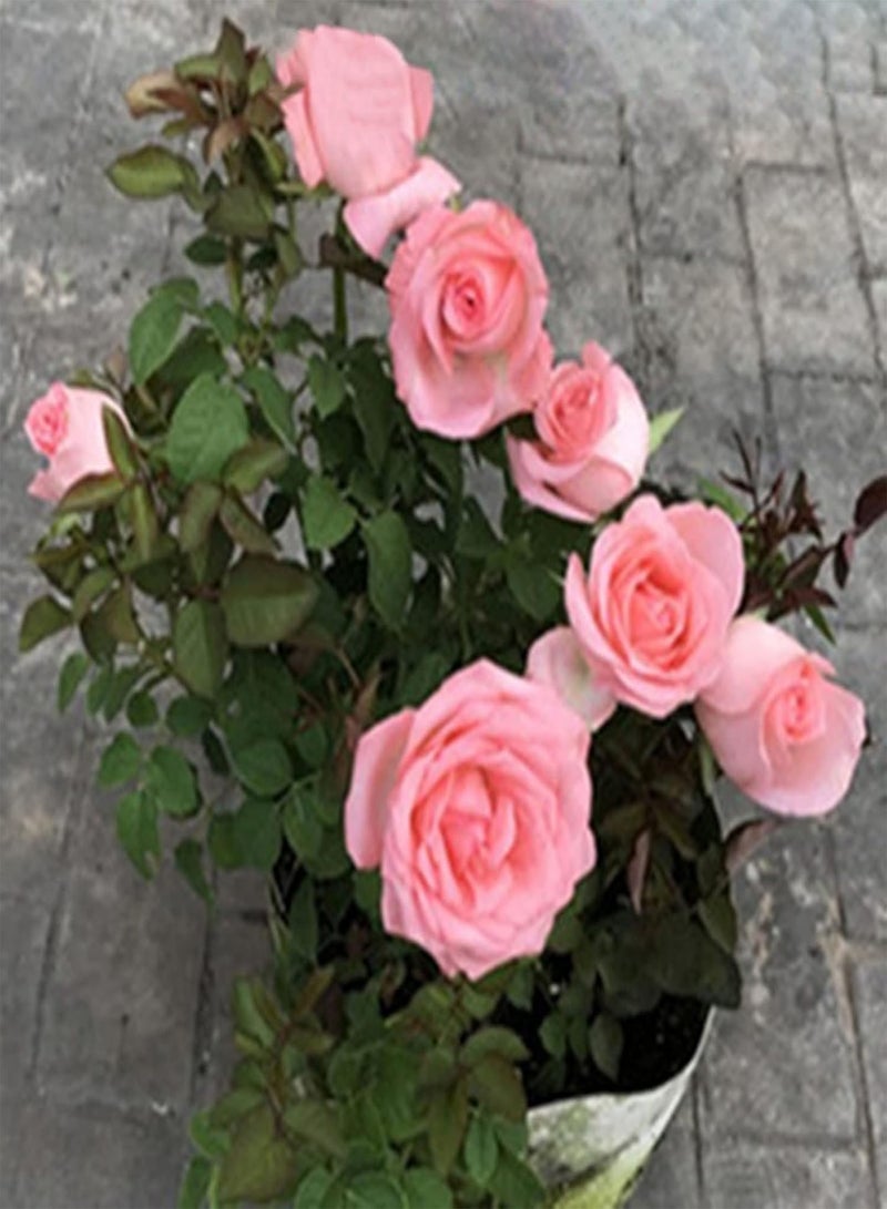 GGOOT seeds 100Pcs Rose Seeds,Colourful Fragrant Rose Flower Seeds Easy Grow Fresh Plants Seeds for Planting Bonsai Garden Outdoor Indoor Purple - Image 4