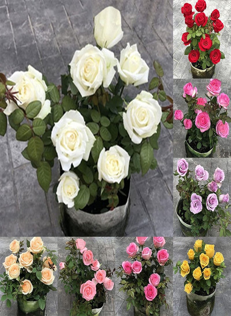 GGOOT seeds 100Pcs Rose Seeds,Colourful Fragrant Rose Flower Seeds Easy Grow Fresh Plants Seeds for Planting Bonsai Garden Outdoor Indoor Purple - Image 2