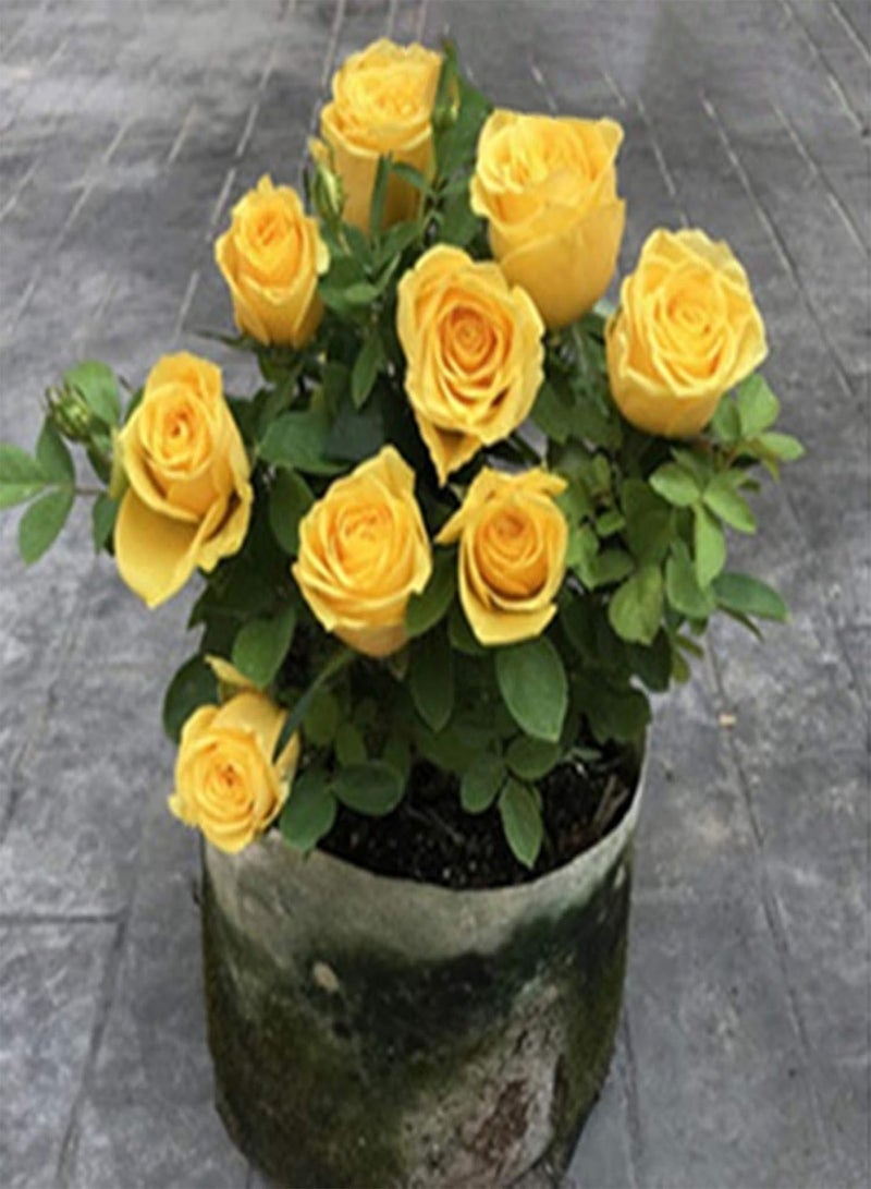 GGOOT seeds 100Pcs Rose Seeds,Colourful Fragrant Rose Flower Seeds Easy Grow Fresh Plants Seeds for Planting Bonsai Garden Outdoor Indoor Purple - Image 5