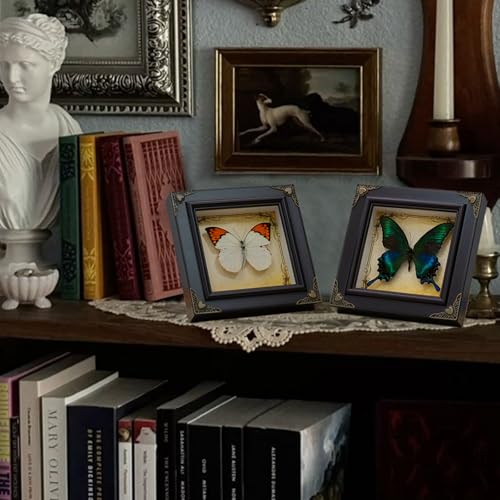 RISDORAY Handmade Real Butterfly Framed with 5 Pieces Gift Set - Gothic Home Decor and Vintage Frame - Butterflies Taxidermy Shadow Box Collection (Green-Banded Queen Butterfly) - Image 3