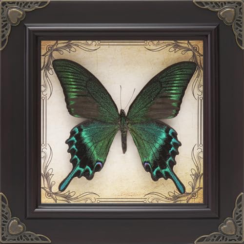 RISDORAY Handmade Real Butterfly Framed with 5 Pieces Gift Set - Gothic Home Decor and Vintage Frame - Butterflies Taxidermy Shadow Box Collection (Green-Banded Queen Butterfly) - Image 1