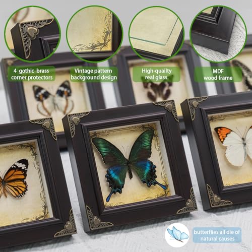 RISDORAY Handmade Real Butterfly Framed with 5 Pieces Gift Set - Gothic Home Decor and Vintage Frame - Butterflies Taxidermy Shadow Box Collection (Green-Banded Queen Butterfly) - Image 5