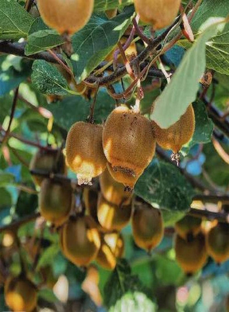 جي جوت 100 قطعة من بذور الكيوي ذات مظهر فريد مليئة بالزغب، واللحم حلو وعصير ويمكن استخدامها في الزراعة الزخرفية - Image 3