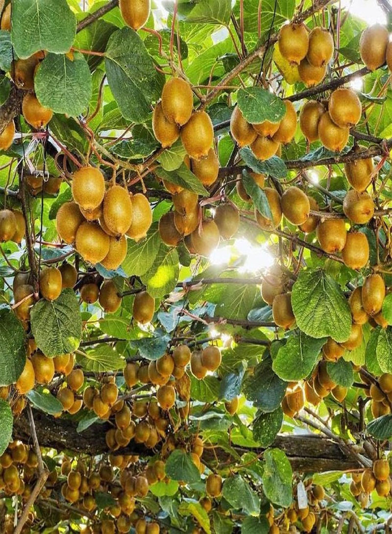 جي جوت 100 قطعة من بذور الكيوي ذات مظهر فريد مليئة بالزغب، واللحم حلو وعصير ويمكن استخدامها في الزراعة الزخرفية - Image 1