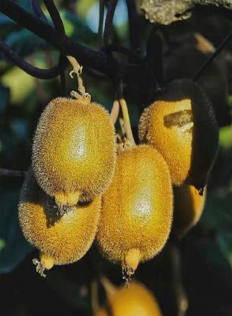 جي جوت 100 قطعة من بذور الكيوي ذات مظهر فريد مليئة بالزغب، واللحم حلو وعصير ويمكن استخدامها في الزراعة الزخرفية - Image 2