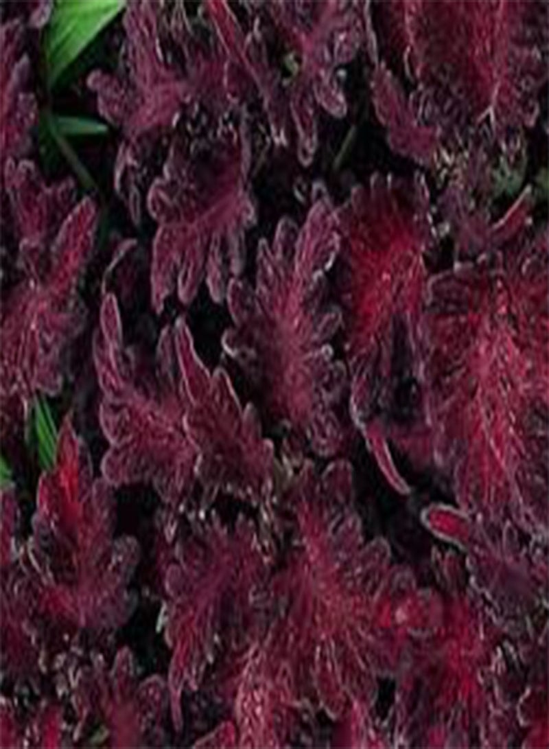 GGOOT Coleus Black Dragon Solenostemon Scutellarioides - 200 Bulk (PKD) Seeds